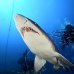 shark_tiger_sand_atlas_v_0379_nca0838.jpg